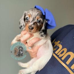 Addy - Piebald female Dachshund puppy in Marion, Ohio from Doodles & Doxies