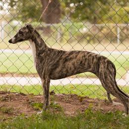 Mystique - Whippet