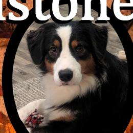 Rexy - Australian Shepherd