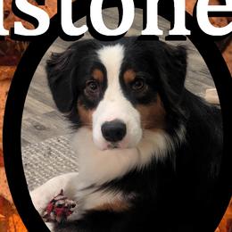 Rexy - Australian Shepherd