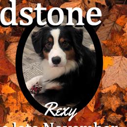 Rexy - Australian Shepherd