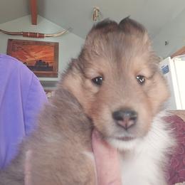 Willie - Sable and white male Shetland Sheepdog puppy in Yavapai County, Arizona from Windsong Shelties