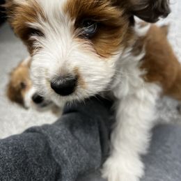Red Girl- Peppermint Patty - Red tri-color Aussiedoodle puppy in Columbus, Ohio from FamilyOodles