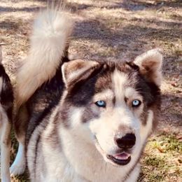 Baron - Siberian Husky