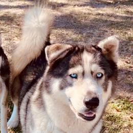 Baron - Siberian Husky