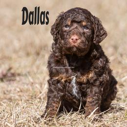Dallas - Chocolate male Labradoodle puppy in Saint Cloud, Minnesota from Grace Kennel