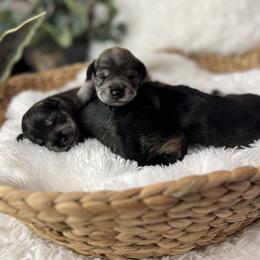 Miniature Schnauzer Puppies from Mt. View's Pretty Little Schnauzers