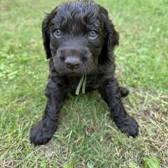 Boykin Spaniel Puppies from Jacki Riehl
