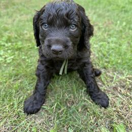 Boykin Spaniel Puppies from Jacki Riehl