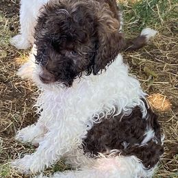 Labradoodle Puppies from AV Cares Doodles