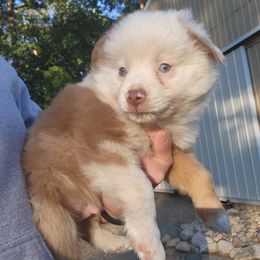 Boy 1 - Red merle Miniature Australian Shepherd puppy in New London, Minnesota from TWO ACRE HILLS