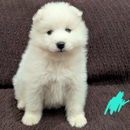 AKC Girl 'Brie' - White female Samoyed puppy in Tombstone, Arizona from High Lonesome