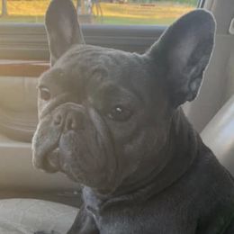 French Bulldogs from Stockman Family Frenchies