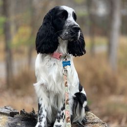 Willow - English Springer Spaniel