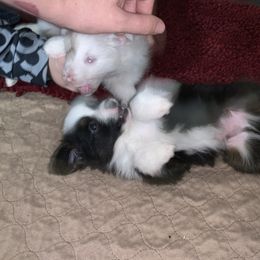 Toy Australian Shepherd Puppies from Desert Fox Aussies