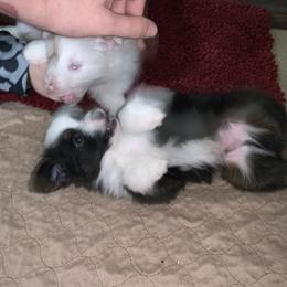 Toy Australian Shepherd Puppies from Desert Fox Aussies