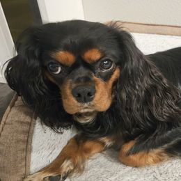 Max - Cavalier King Charles Spaniel