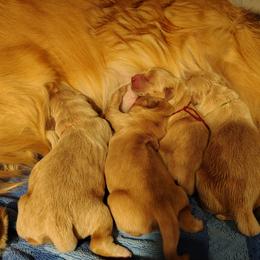 Golden Retriever puppies from Agnes' Golden Retrievers