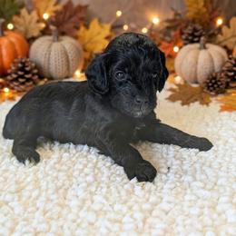 Mist - Black female Cavapoo puppy in Sparta, Missouri from Sis' Doodles & Poodles