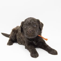 Dasher - Orange Collar - Chocolate male Labradoodle puppy in Lehi, Utah from Our Little Farm Life Doodles