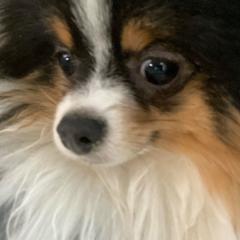 Peppermint’s Hasbro - Pomeranian