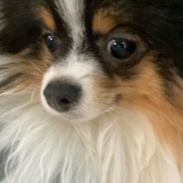 Peppermint’s Hasbro - Pomeranian