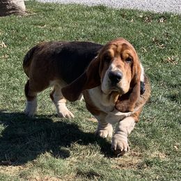 Hank - Basset Hound