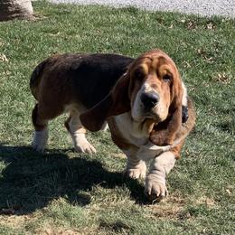 Hank - Basset Hound