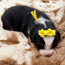 Yellow collar - Black tri female Miniature Australian Shepherd puppy in 32046, Florida from River Hill Ranch
