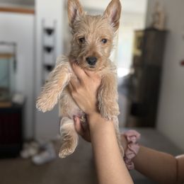 Scottish Terrier Puppies from Santas Scotties