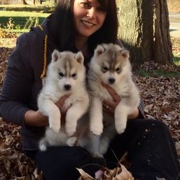 Siberian Husky Puppies from Tugline Siberians