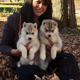 Siberian Husky Puppies from Tugline Siberians