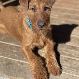 Irish Terrier and Scottish Terrier Puppies from Avonlea Terriers