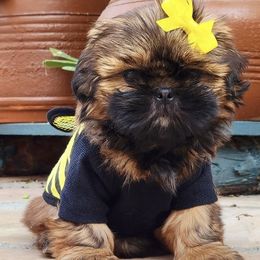 Shih Tzu Puppies from Socal Mother Of Shih Tzus