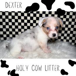 Dexter - Blue merle and white male American Corgi puppy in Greenwood, Indiana from Witch Creek Corgis