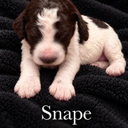 Shape - Parti male Poodle puppy in Washington, Pennsylvania from Patriotic Poodles