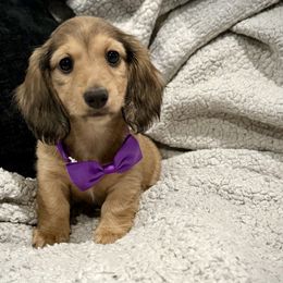 Princess- AKC - Sable female Dachshund puppy in Bartlesville, Oklahoma from OkieDokieDox