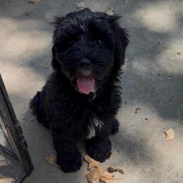 Space - Black male Australian Labradoodle puppy in Denton, Texas from Liberty Hill Labradoodles