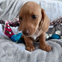 Elfie - Red male Dachshund puppy in Ocala, Florida from Weenie Boops