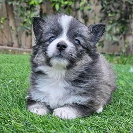 Lily - Wolf sable female Pomsky puppy in Southern California, California from SoCal Pomskies LLC
