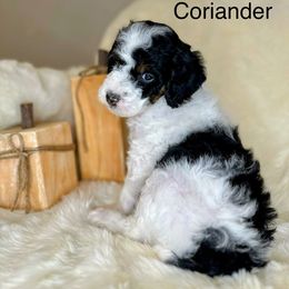 Bernedoodle Puppies from Mountain Ridge Bernedoodles