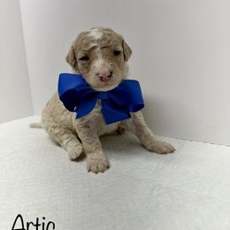 Sheepadoodle Puppies from Smokey Mountain Sheepadoodles