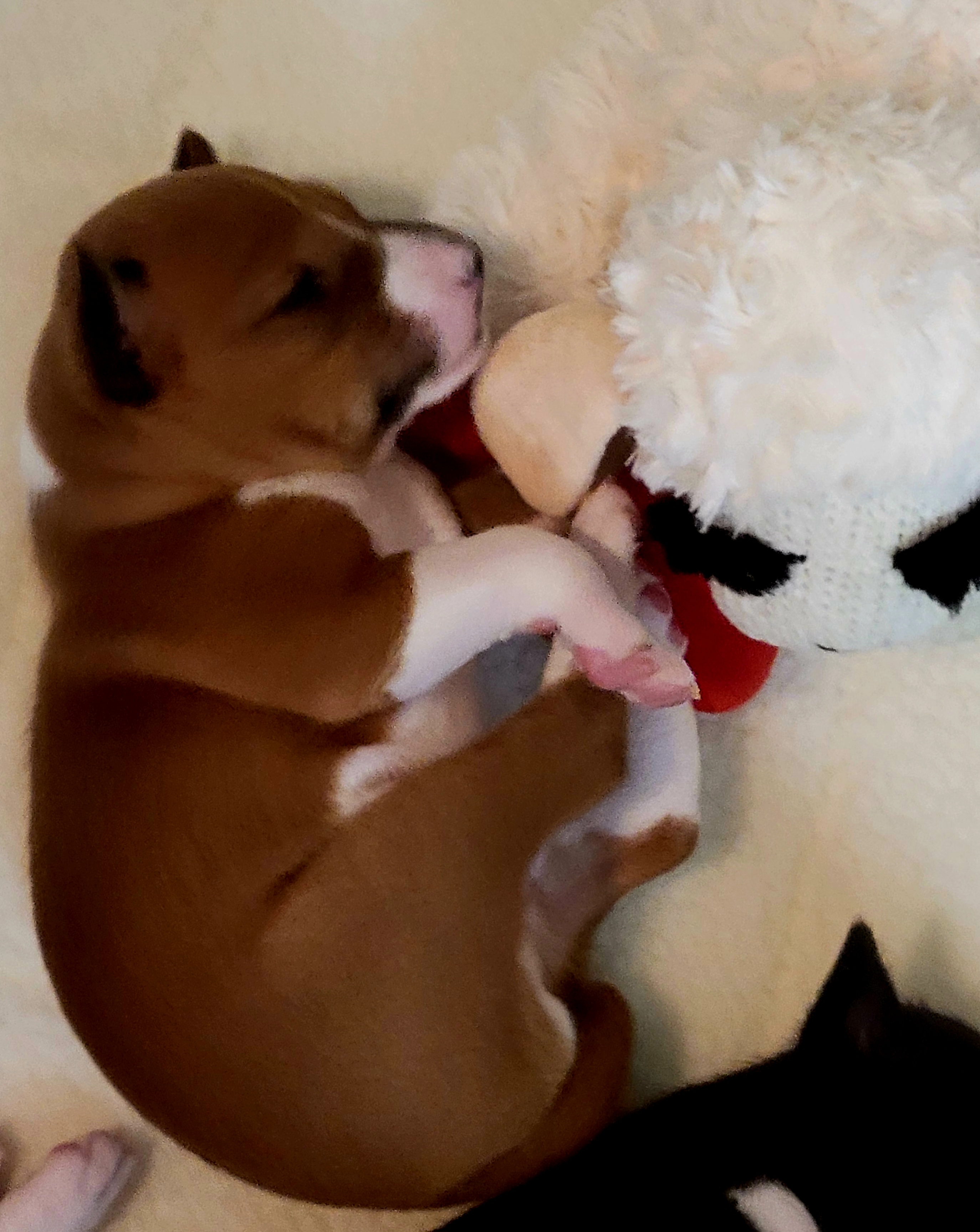 Basenji Puppies from Maererano Basenjis