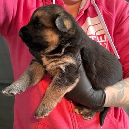 Black and Tan Female - Black and tan female German Shepherd puppy in Tafton, Pennsylvania from Pocono GSD