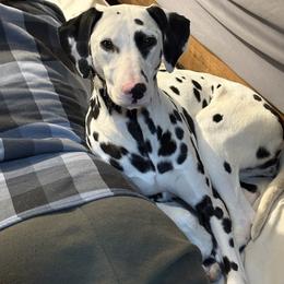 Shiloh - Dalmatian