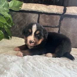 Freckle - Black rust and white male Bernese Mountain Dog puppy in Dundee, Ohio from Steinhaus Dogs