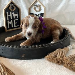 Shell - Purple Collar Female - Red  female Goldendoodle puppy in Bradenton, Florida from Suncoast Goldendoodles