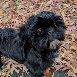 Nova - Shih Tzu