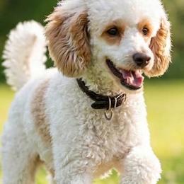 Jim (Miniature) - Poodle