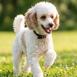 Jim (Miniature) - Poodle